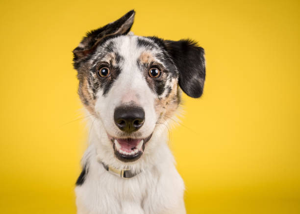 Happy Dog on Yellow Background Happy Merle Crossbreed Collie Dog Portrait on Yellow Studio Background funny dog stock pictures, royalty-free photos & images