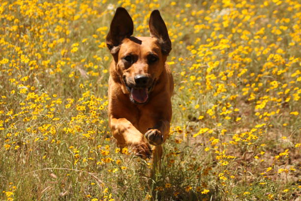 Happy dog! stock photo