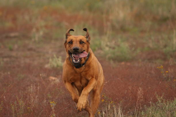 Happy dog! stock photo