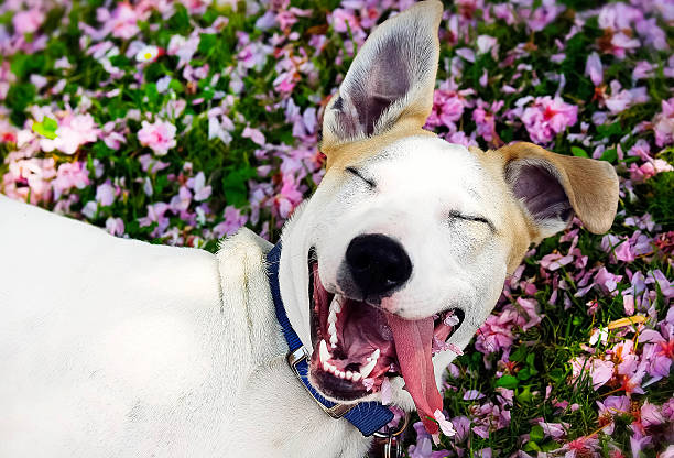 happy dog stock photo