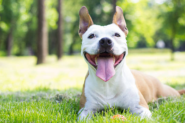 Happy Dog Portrait Portrait of happy and cute American Staffordshire Terrier pit bull terrier stock pictures, royalty-free photos & images