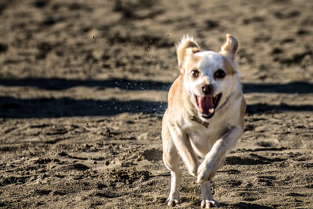Happy dog running on the beach stock photo