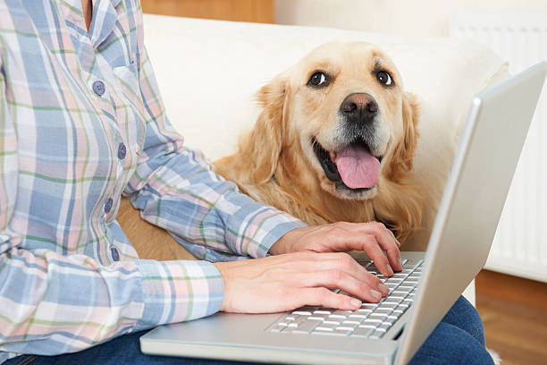 Happy dog sits near owner using laptop and watches him work stock photo