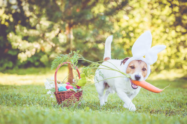 Happy dog wearing bunny ears for Easter party holding large carrot in mouth stock photo