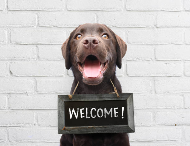 Happy dog with chalkboard with welcome text says hello welcome were open against white brick outdoor wall stock photo
