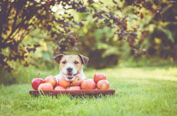 Happy dog with crop of sweet apples in wooden bowl at orchard stock photo