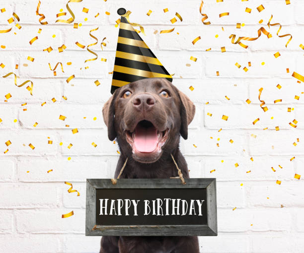 Happy dog with party hat says happy birthday text on sign board around his neck with congratulations quote with confetti stock photo