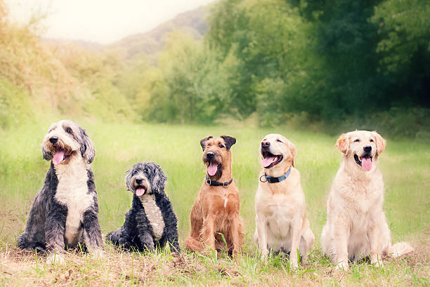 Happy Dogs at Dog School stock photo