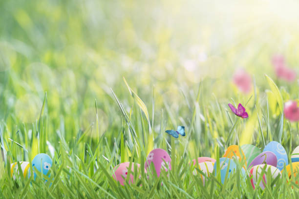 Happy Easter background or greeting card. Happy Easter background or greeting card. Easter eggs are painted in pastel colors in the grass and colorful butterflies flutter on a green meadow on a sunny day. Easter egg hunt concept. Selective focus. easter sunday stock pictures, royalty-free photos & images