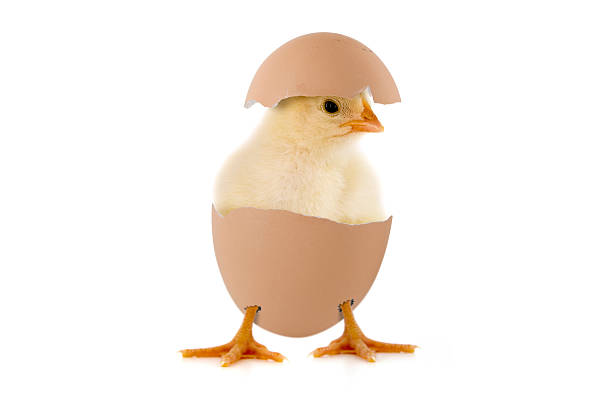Happy easter funny little chick baby chicken stock pictures, royalty-free photos & images