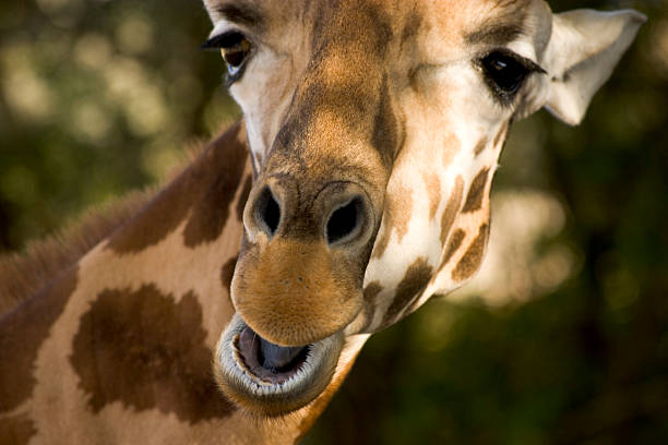 Happy Giraffe Face stock photo