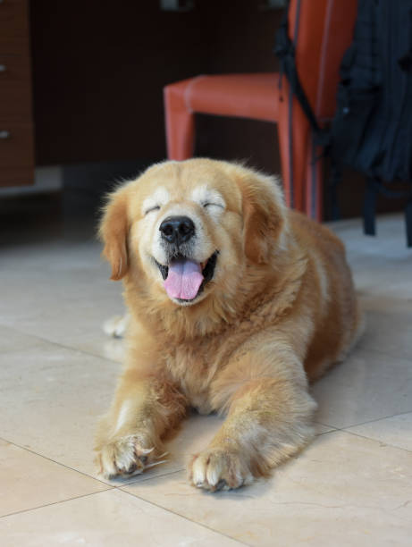 Happy Golden Retriever Dog Smiles Happily stock photo
