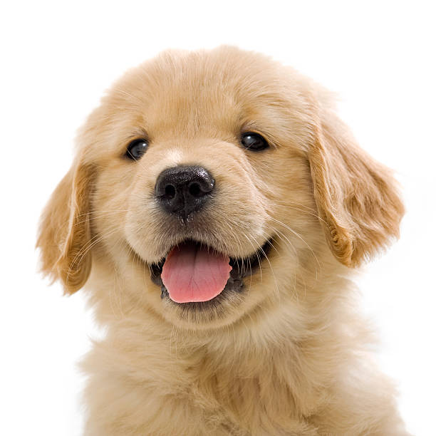 Happy Golden Retriever Puppy smiling at camera Happy 7 Week old Golden Retriever puppy on  white background golden retriever stock pictures, royalty-free photos & images