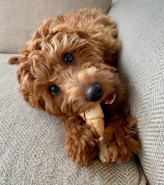 Happy Goldendoodle chewing on a bone Happy Goldendoodle chewing on a bone. bone photos stock pictures, royalty-free photos & images