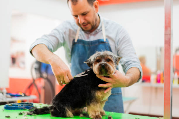 A happy grooming experience Male Caucasian ethnicity pet groomer taking care of a dog in his Pet grooming salon. yorkie haircuts stock pictures, royalty-free photos & images