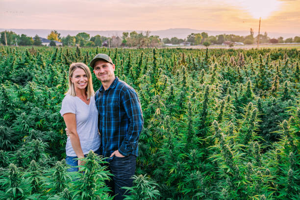 Happy Healthy Cute Young Adult Couple Standing Together In a Field of Herbal Cannabis Plants at a CBD Oil Hemp Marijuana Farm in Colorado Herbal Cannabis Plants at a CBD Oil Hemp Marijuana Farm in Colorado cannabis narcotic stock pictures, royalty-free photos & images
