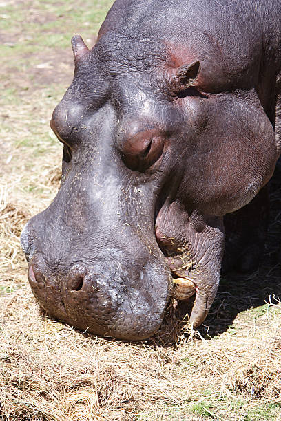 happy hippo stock photo