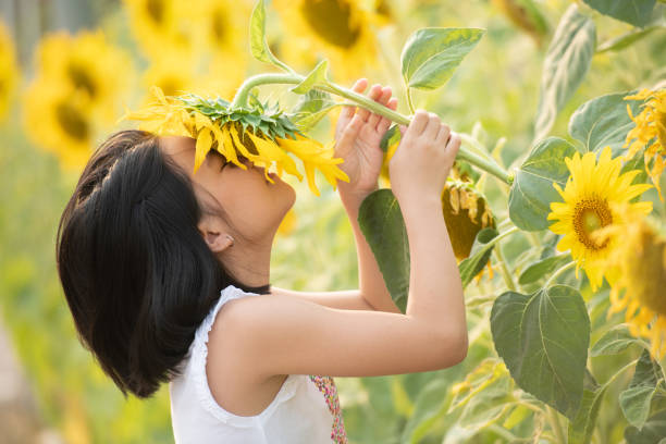 happy little asian girl having fun among blooming sunflowers under the gentle rays of the sun. child and sunflower, summer, nature and fun. summer holiday. little girl smelling a sunflower. stock photo