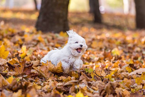 Happy Maltese Dog is Running on the Autumn Leaves Ground. stock photo