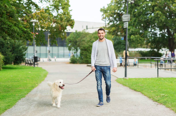 happy man with labrador dog walking in city stock photo