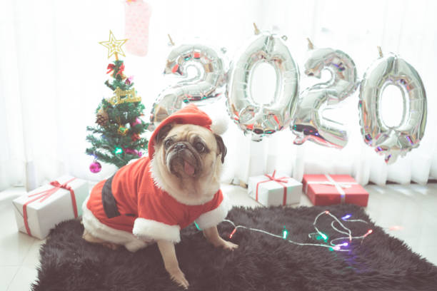 Happy New Year 2020, Merry Christmas, holidays and celebration, Puppy pets bored sleeping rest in the room with Christmas tree. Pug dog in Santa Claus costume hat with the gift box and sock in background. Happy New Year 2020, Merry Christmas, holidays and celebration, Puppy pets bored sleeping rest in the room with Christmas tree. Pug dog in Santa Claus costume hat with the gift box and sock in background. happy new year dog stock pictures, royalty-free photos & images