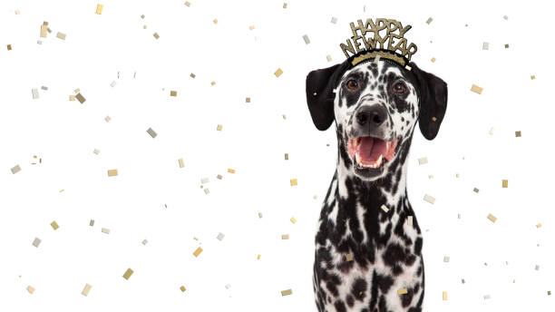 Happy New Year Celebration Dalmatian Dog Happy dalmatian dog having fun celebrating New Year's Eve. Room for text in white space with falling confetti happy new year dog stock pictures, royalty-free photos & images