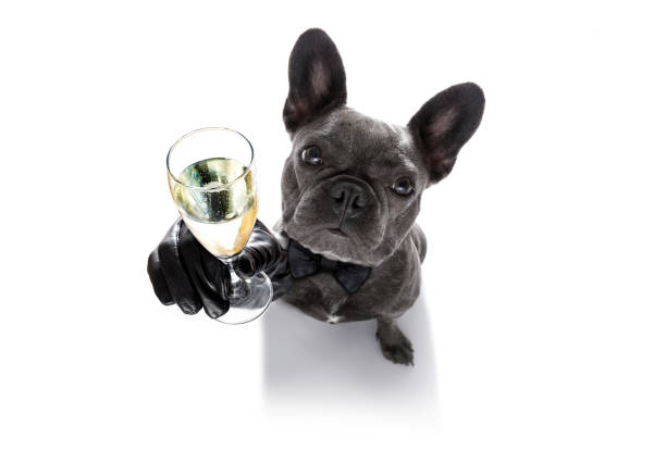 happy new year dog celberation french bulldog dog celebrating new years eve with owner and sparkling wine  glass isolated on white background , wide angle view happy new year dog stock pictures, royalty-free photos & images