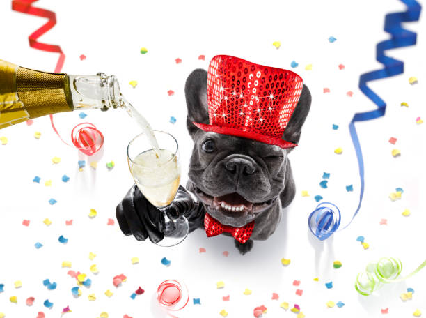 happy new year dog celberation french bulldog dog celebrating new years eve with owner and champagne  glass isolated on serpentine streamers and confetti happy new year dog stock pictures, royalty-free photos & images