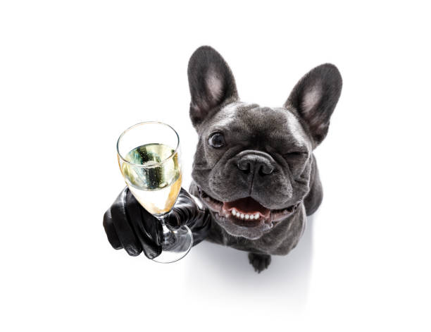 happy new year dog celberation french bulldog dog celebrating new years eve with owner and champagne  glass isolated on white background , wide angle view happy new year dog stock pictures, royalty-free photos & images