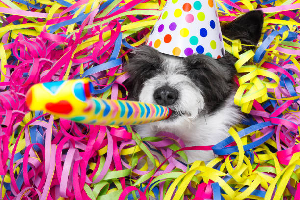 happy new year dog celberation poodle dog having a party with serpentine streamers, for birthday or new years eve and blowing a whistle horn wearing  a hat humorous happy birthday images stock pictures, royalty-free photos & images