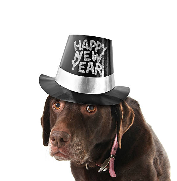 Happy new year dog Old Labrador retriever wearing a Happy New Year top hat.  happy new year dog stock pictures, royalty-free photos & images