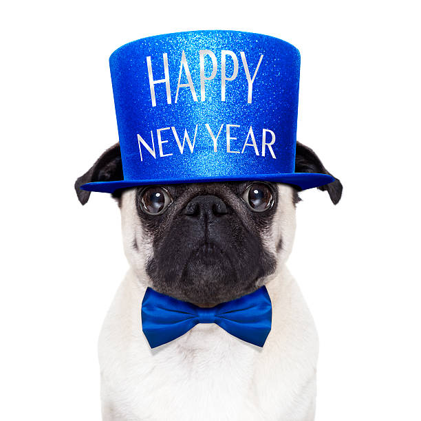 happy new year dog pug dog  toasting for new years eve with happy new year hat ,  isolated on white background happy new year dog stock pictures, royalty-free photos & images