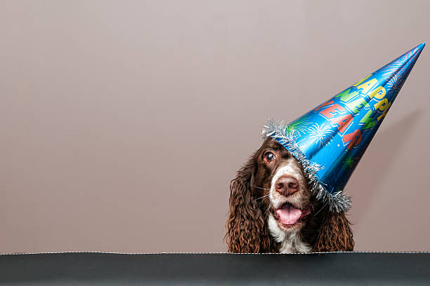 happy new year dog cute springer spaniel dog wearing a new year party hat happy new year dog stock pictures, royalty-free photos & images