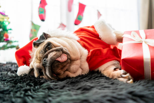 gelukkig nieuwjaar, merry christmas, feestdagen en viering, puppy huisdieren vervelen slapen rust in de kamer met kerstboom. pug dog in santa claus kostuum hoed met de doos van de gift en sok in achtergrond - christmas funny stockfoto's en -beelden