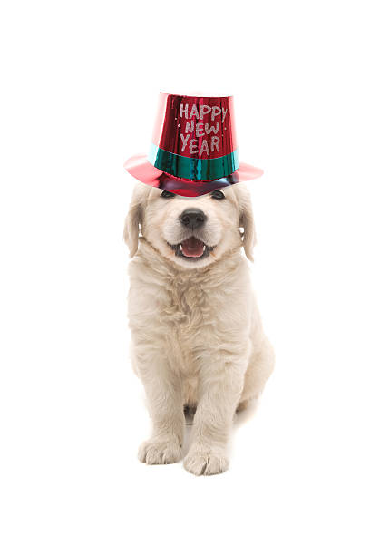 happy new year cute persian cat with new year's hat happy new year dog stock pictures, royalty-free photos & images