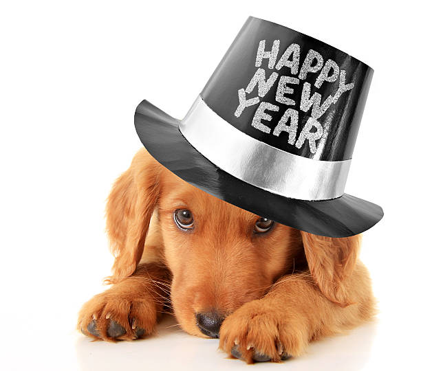 Happy New Year puppy Shy puppy wearing a Happy New Year top hat. happy new year dog stock pictures, royalty-free photos & images
