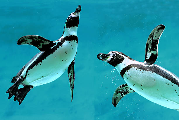 ペンギンの水 - ペンギン ストックフォトと画像