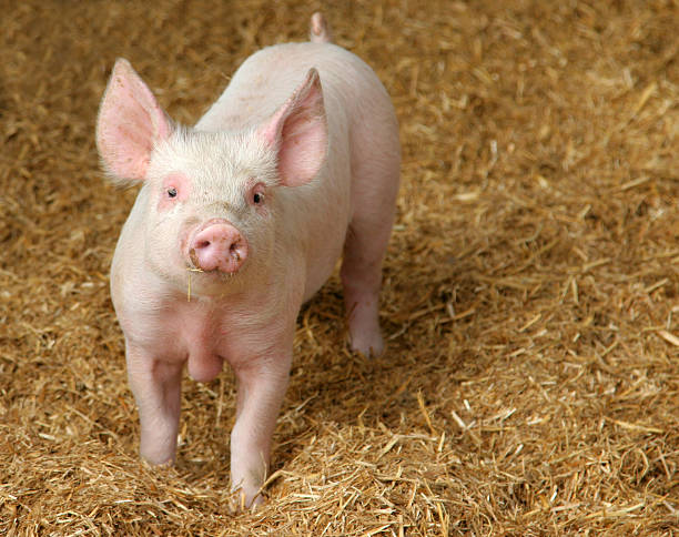 Happy Pig stock photo