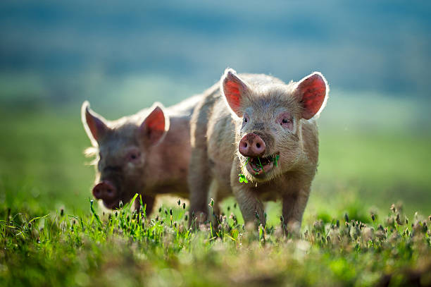 Happy piglets eat grass  stock photo