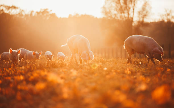 Happy piglets playing in leaves at sunset stock photo