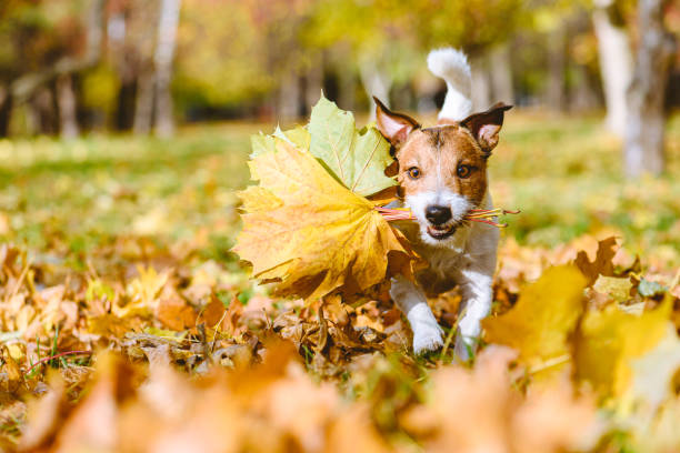 Happy playing dog running and fetching Fall bouquet of maple leaves as Thanksgiving day present stock photo