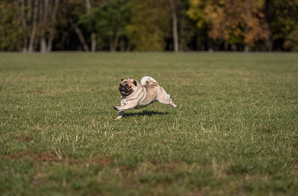 Happy Pug Dog is Running on the Grass. Open Mouth. stock photo