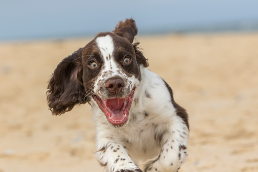 Happy puppy running on the beach. Crazy dog having fun. Funny animal meme image of a bouncy spaniel puppy face with a happy expression. Close-up of an excited white and brown liver spot sprocker dog.