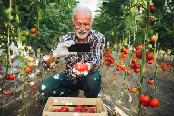 happy senior farmer photographing tomatoes he has grown - technology picking agriculture imagens e fotografias de stock