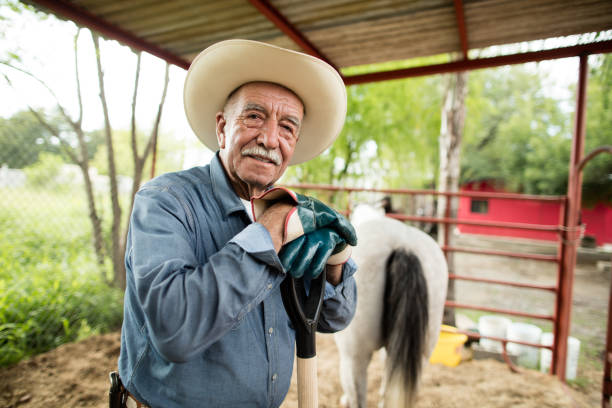 glad senior mexikansk man arbetar på hästranch - working stable horses bildbanksfoton och bilder