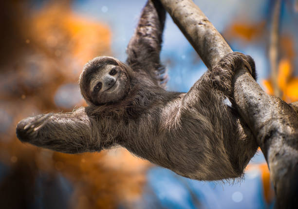 A Happy Sloth hanging from a tree in Costa Rica stock photo
