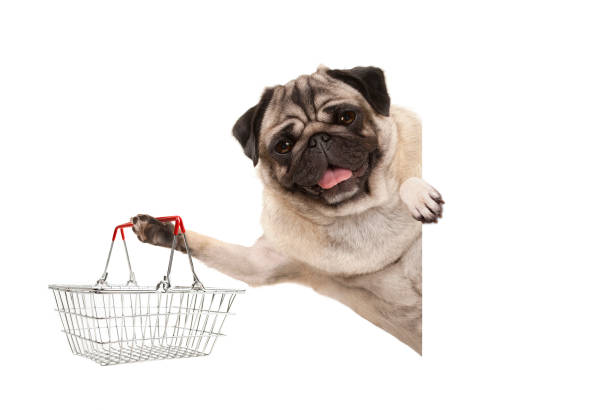 happy smiling pug puppy dog, holding up wire metal shopping basket, behind white banner, isolated stock photo