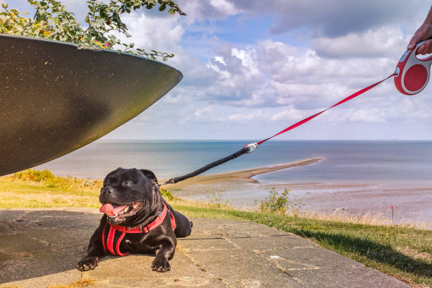 Happy Staffordshire Bull Terrier dog on an extendable lead and wearing a harness, finds some shade under a flower pot in Whitstable. There is a view of the beach and a sand bank behind him. stock photo