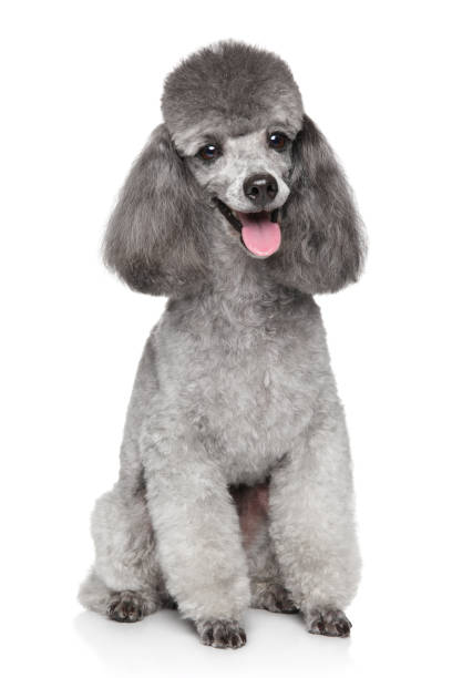 Happy Toy Poodle dog Portrait of Happy Gray Toy Poodle dog on white background poodle stock pictures, royalty-free photos & images
