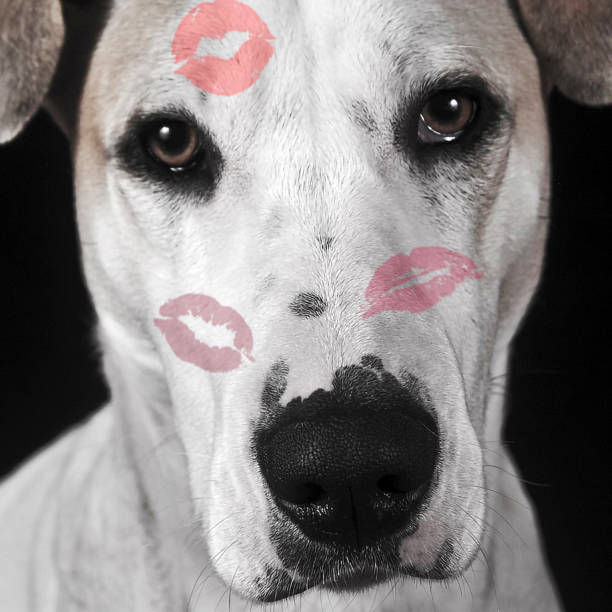 Happy Valentine's Day. Portrait of a dog with lipstick kisses stock photo